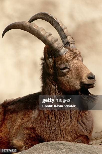 Ibex Photos and Premium High Res Pictures .